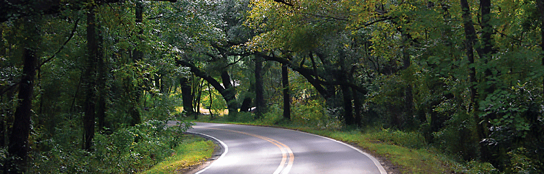 Canopy Road